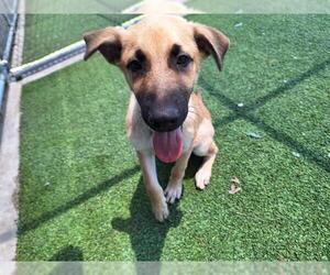German Shepherd Dog-Unknown Mix Dogs for adoption in Grand Prairie, TX, USA