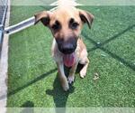 Small German Shepherd Dog Mix