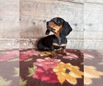 Small #14 Dachshund