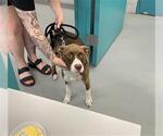 Small American Pit Bull Terrier-Cocker Spaniel Mix
