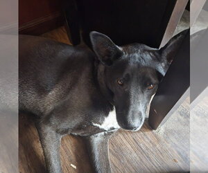 Lily Bloom - Female Mutt Dog for Adoption - Photo #3