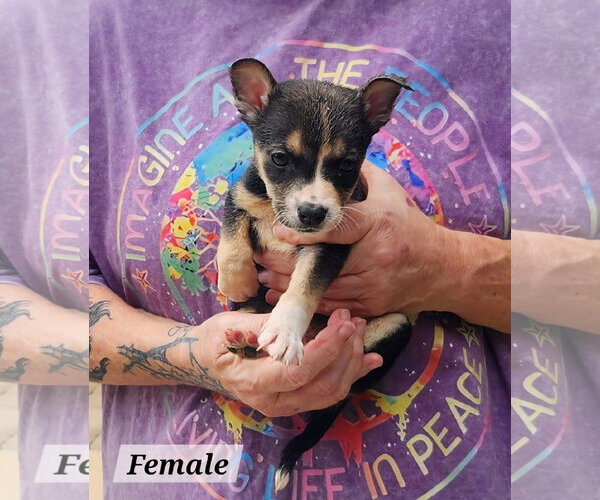 Medium Photo #2 Mutt Puppy For Sale in Royal Palm Beach, FL, USA