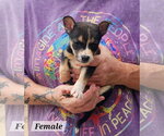 Small Photo #2 Mutt Puppy For Sale in Royal Palm Beach, FL, USA