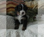 Puppy 10 Bernese Mountain Dog