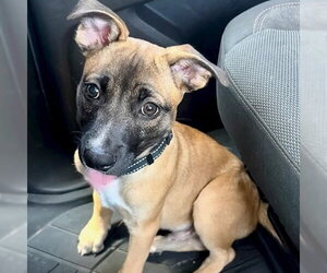 American Staffordshire Terrier-Labrador Retriever Mix Dogs for adoption in San Juan Capistrano, CA, USA