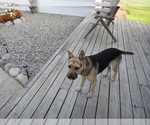 German Shepherd Dog-Unknown Mix Dogs for adoption in MAHNOMEN, MN, USA