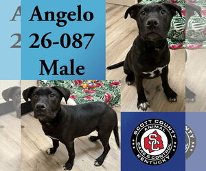 Labrador Retriever-Unknown Mix Dogs for adoption in Georgetown, KY, USA