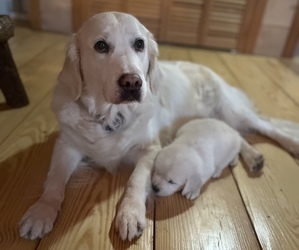Mother of the Golden Retriever puppies born on 12/02/2022