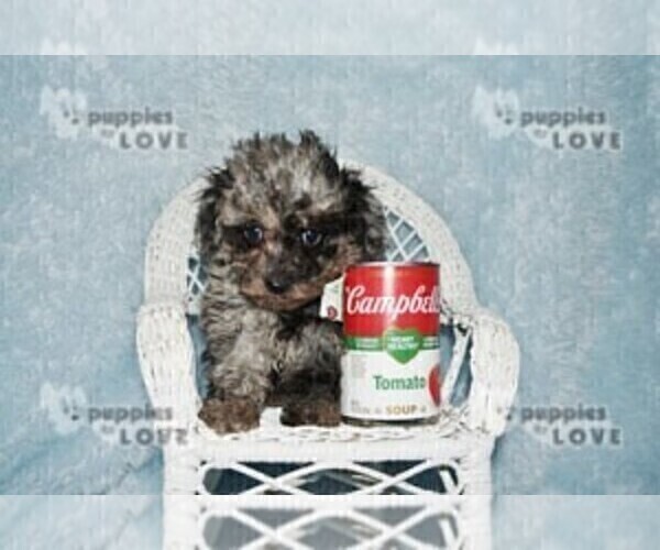 Medium Photo #7 Poodle (Toy) Puppy For Sale in SANGER, TX, USA