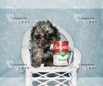 Small Photo #7 Poodle (Toy) Puppy For Sale in SANGER, TX, USA