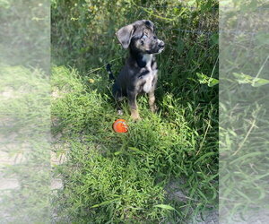 Millie - Female Siberian Husky-Unknown Mix Dog for Adoption - Photo #3