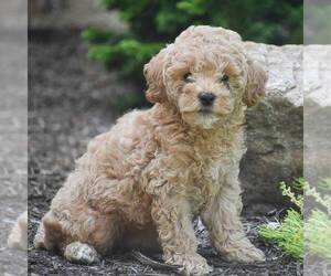 Goldendoodle (Miniature) Puppy for sale in CHRISTIANA, PA, USA