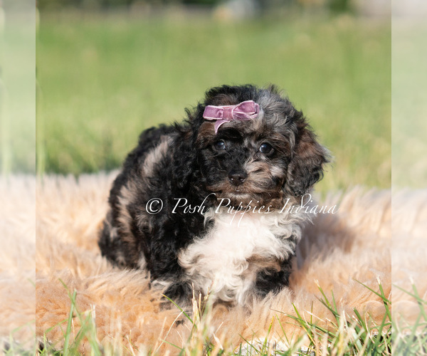 Medium Photo #3 Poodle (Miniature) Puppy For Sale in WARSAW, IN, USA
