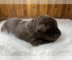 Labrador Retriever Puppy for sale in NEOLA, WV, USA