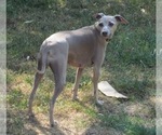 Small Photo #1 Italian Greyhound Puppy For Sale in GRAHAM, WA, USA