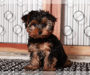 Yorkshire Terrier Puppy for sale in NAPLES, FL, USA