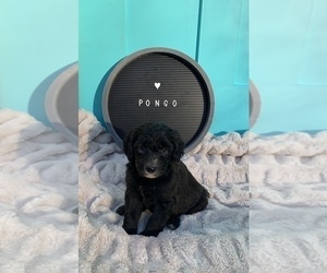 Sheepadoodle Puppy for sale in CENTURY, FL, USA