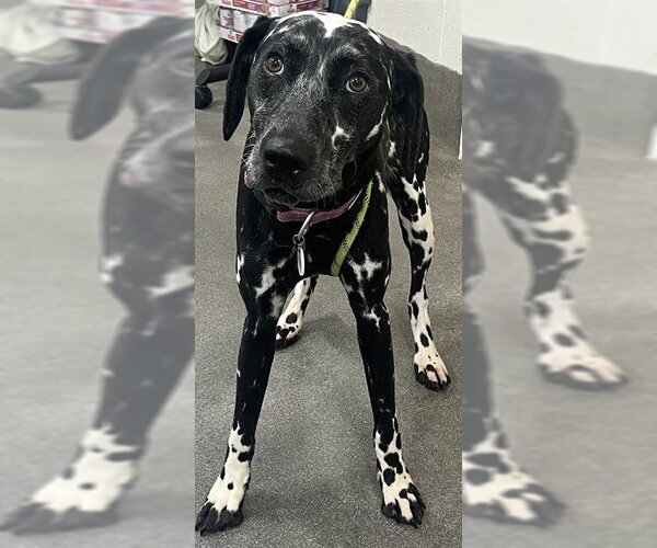 Medium Photo #1 Dalmatian-Unknown Mix Puppy For Sale in Forestville, MD, USA