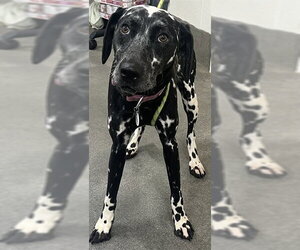 Dalmatian-Unknown Mix Dogs for adoption in Forestville, MD, USA