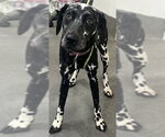 Small Dalmatian Mix