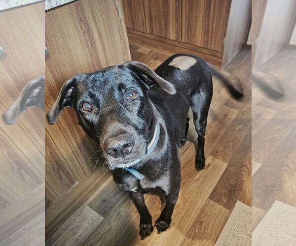 Medium Photo #2 Labrador Retriever-Unknown Mix Puppy For Sale in Blacksburg, SC, USA