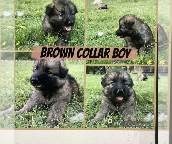 Medium Photo #1 German Shepherd Dog Puppy For Sale in WACO, TX, USA