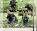 Image preview for Ad Listing. Nickname: Litter of 3