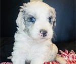 Small Photo #75 Sheepadoodle Puppy For Sale in HUNTINGTON BEACH, CA, USA