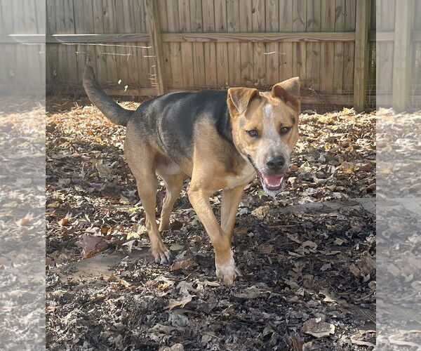 Medium Photo #26 American Staffordshire Terrier-Unknown Mix Puppy For Sale in Holly Springs, NC, USA