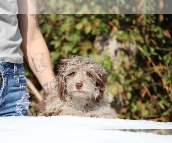 Medium Photo #24 ShihPoo Puppy For Sale in DYERSBURG, TN, USA