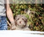 Small #23 ShihPoo