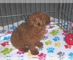 Small Photo #9 Poodle (Miniature) Puppy For Sale in ORO VALLEY, AZ, USA
