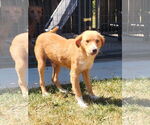 Small Retriever  Mix