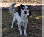 Small #5 Papillon