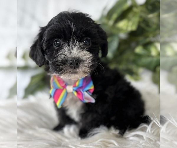 Medium Photo #18 Morkie Puppy For Sale in ROCK STREAM, NY, USA