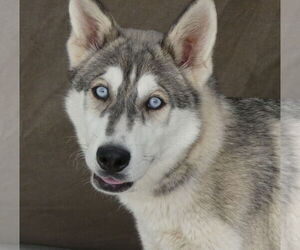 Siberian Husky Dogs for adoption in Pasadena, CA, USA