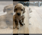 Small Photo #42 Goldendoodle Puppy For Sale in PORTLAND, OR, USA