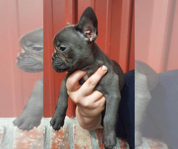 Medium Photo #3 French Bulldog Puppy For Sale in COTTAGEVILLE, SC, USA