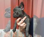 Small Photo #3 French Bulldog Puppy For Sale in COTTAGEVILLE, SC, USA