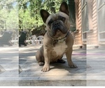 Small Photo #5 French Bulldog Puppy For Sale in WOODLAND, CA, USA