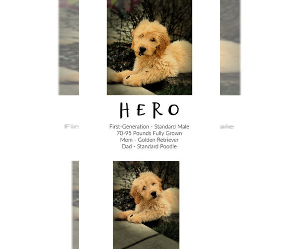 Medium Photo #7 Goldendoodle Puppy For Sale in LISBON, OH, USA