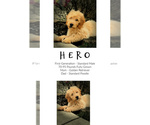 Small Photo #7 Goldendoodle Puppy For Sale in LISBON, OH, USA