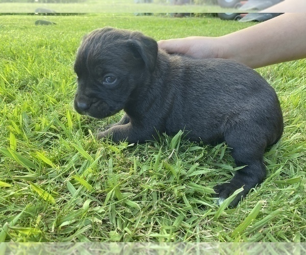 Medium Photo #8 Cane Corso Puppy For Sale in BELGRADE, MT, USA