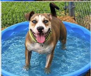 Rya - total lovebug - Female Bullypit Dog for Adoption - Photo #2