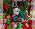 Small Photo #29 Dogo Argentino Puppy For Sale in JANE, MO, USA