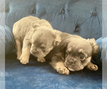 Small Photo #16 French Bulldog Puppy For Sale in RALEIGH, NC, USA