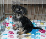 Small Photo #4 Havashire Puppy For Sale in ORO VALLEY, AZ, USA