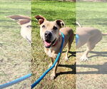 Small #4 Labrador Retriever Mix
