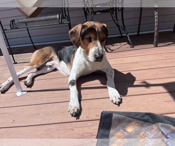 Medium Photo #2 Treeing Walker Coonhound-Unknown Mix Puppy For Sale in Rockaway, NJ, USA