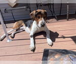 Small #1 Treeing Walker Coonhound Mix